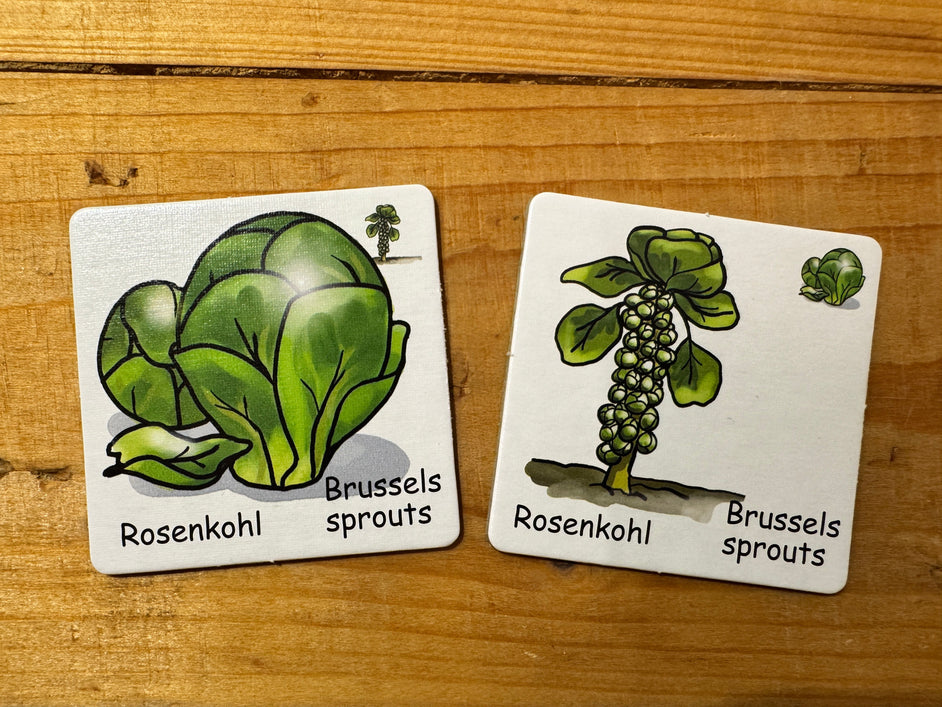 Zwei memokarten mit schönen illustrationen von rosenkohl und rosenkohlstange. beschriftung auf deutsch und englisch